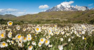 Blumenwiese im Torres del Paine Nationalpark in Chile
