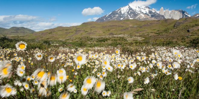 Blumenwiese im Torres del Paine Nationalpark in Chile